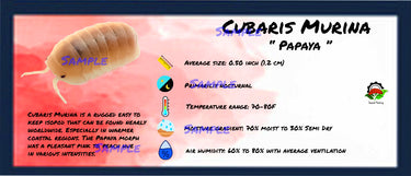 Cubaris Murina Papaya Isopod Bin Label